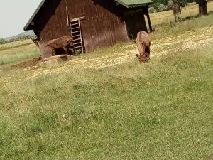 Reervația de zimbrii